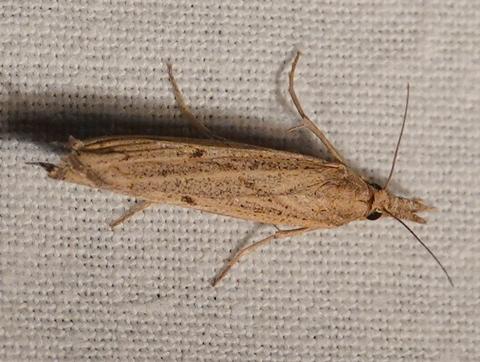 Pediasia contaminella